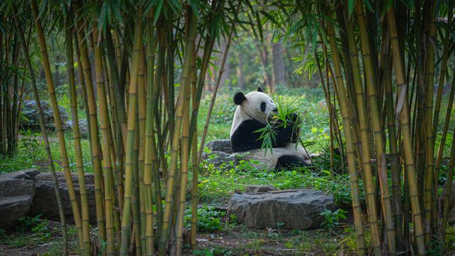 Chengdu Travel Guide 2026: Panda Base Booking, Dujiangyan, Qingcheng and a Five-Day Route
