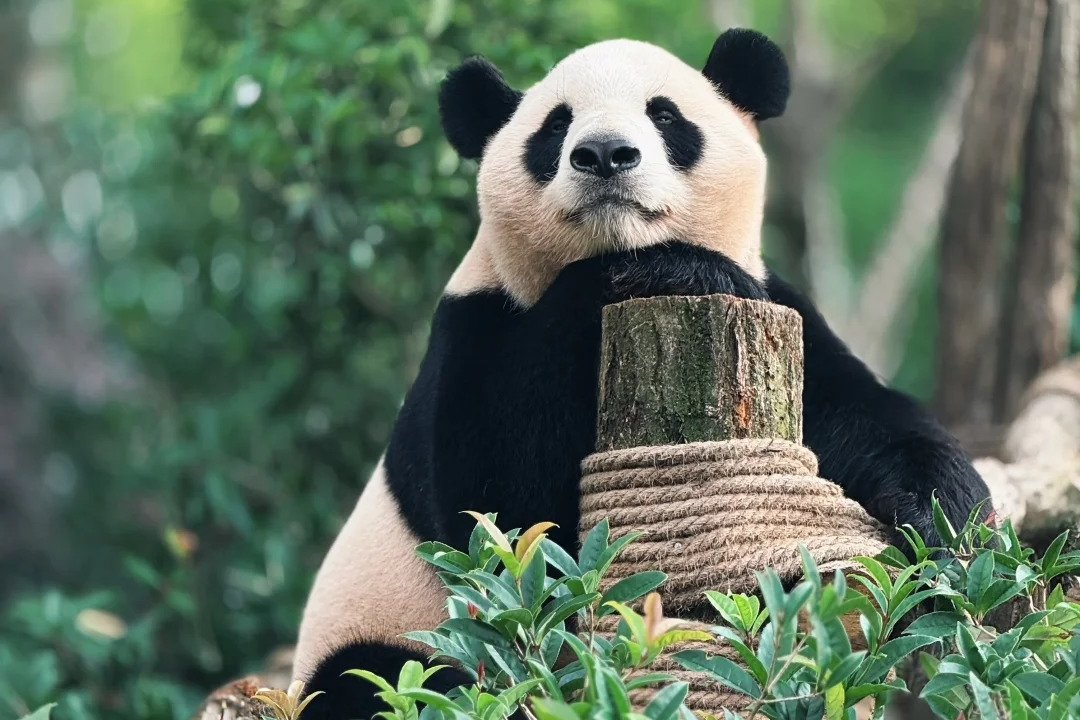 Chengdu → hotel pick-up → Panda Valley → Dujiangyan → Chengdu hotel