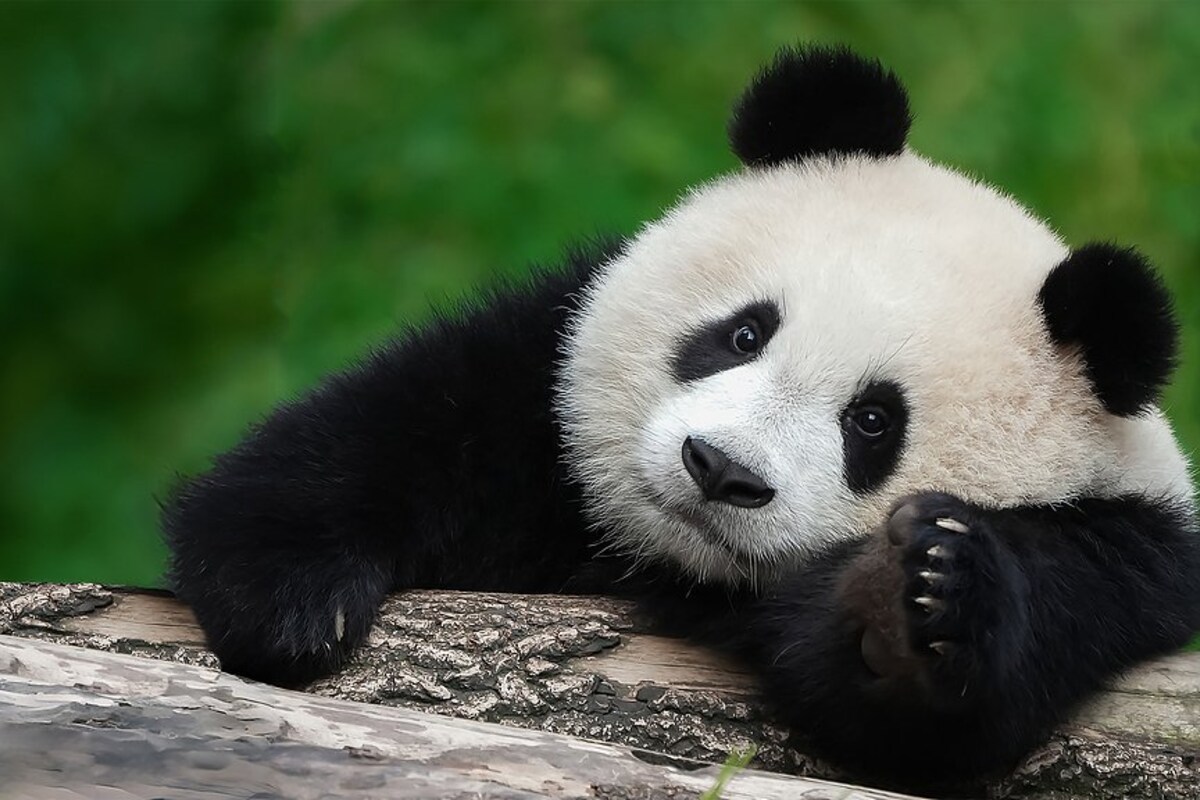 Chengdu Panda Base → intercity train to Chongqing | Two cities, and the Mountain City unlocked — photo 1