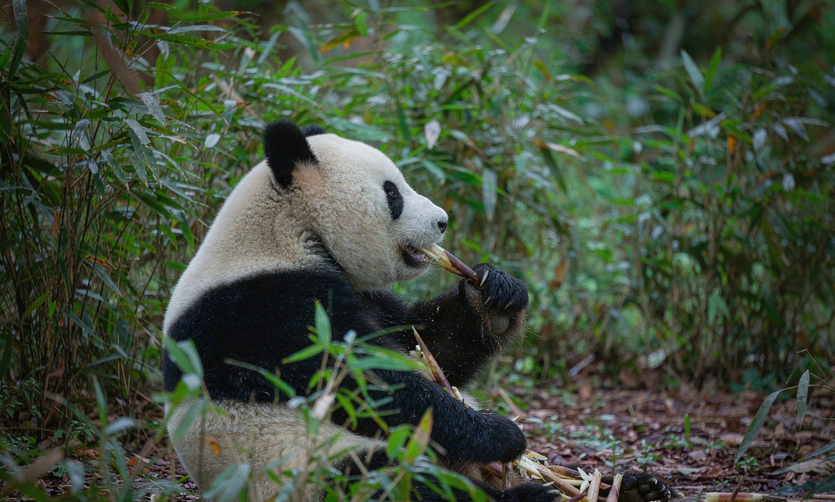 Chengdu — Home of the Pandas · Gateway to Western Sichuan