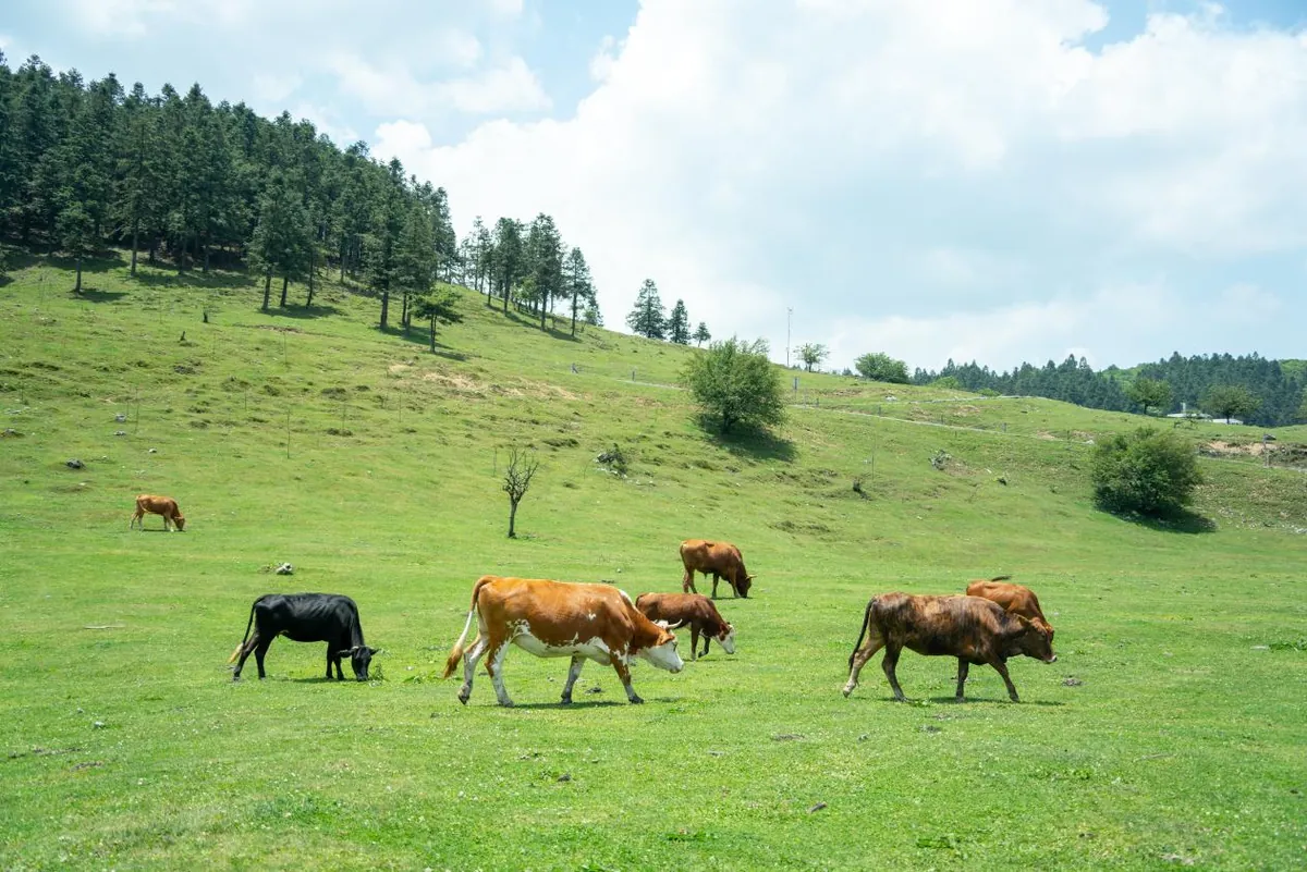A stroll through a Chinese Eden