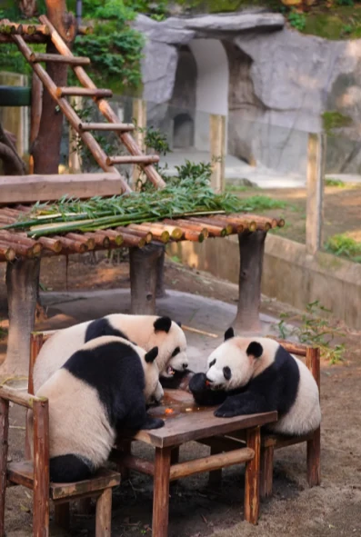 Panda Valley · meeting China's national treasure