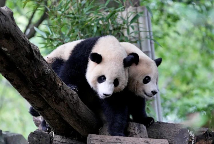 Play with the pandas up close