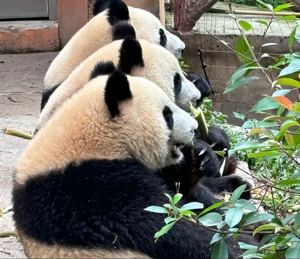 Not a zoo but a training camp for pandas returning to the wild