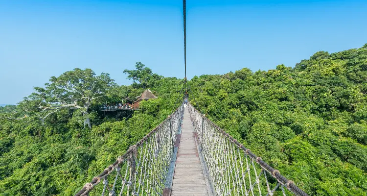 Zipline over the tropical rainforest