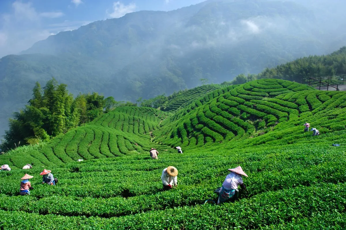 Taste Hangzhou's most authentic Chinese Longjing tea