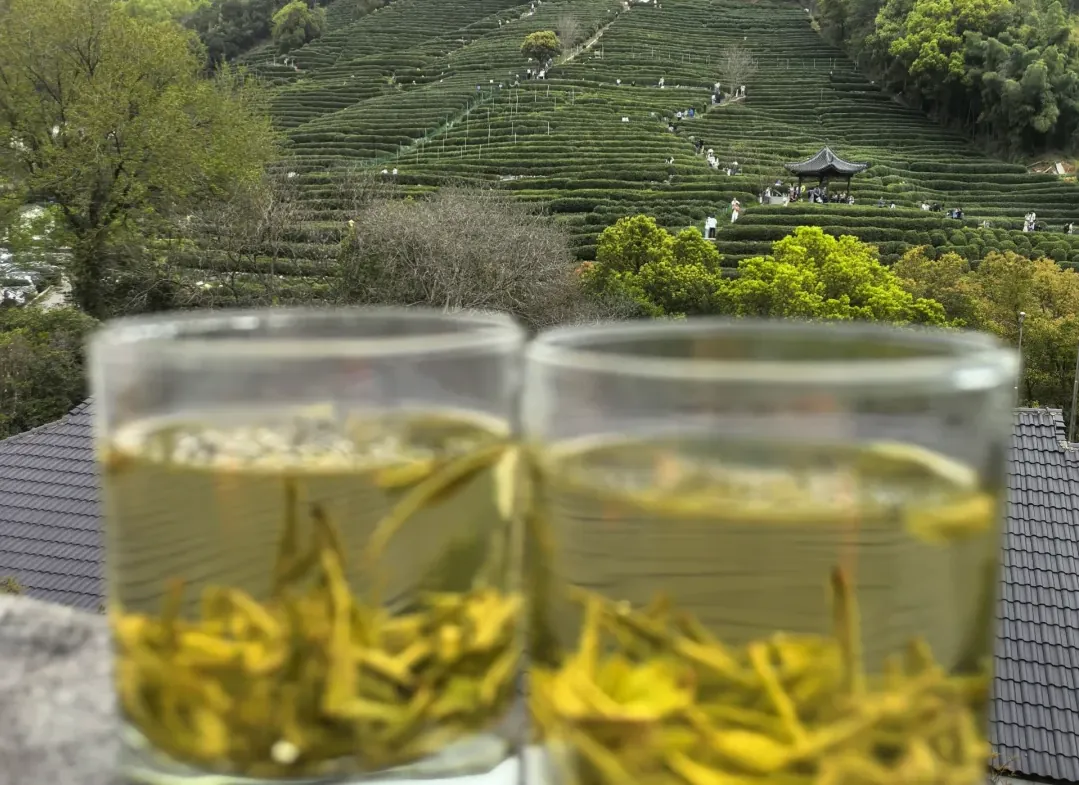 Taste Hangzhou's most authentic Chinese Longjing tea