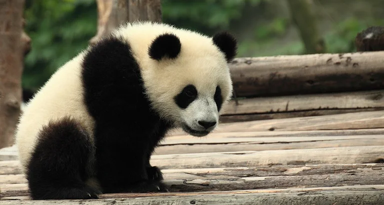 Meet adorable pandas at Panda Valley