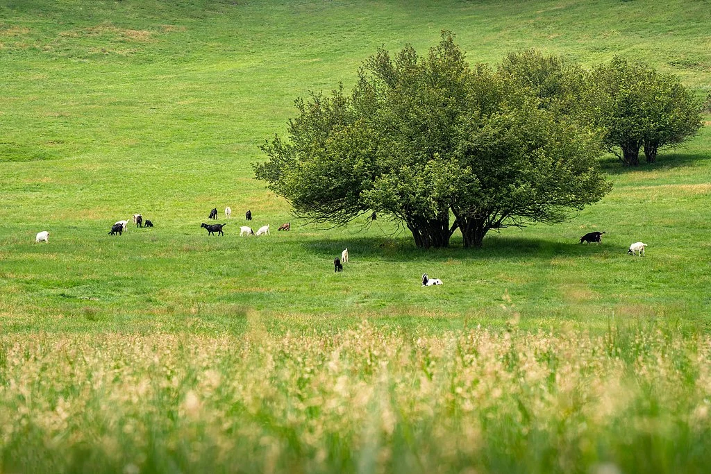 A stroll through a Chinese Eden