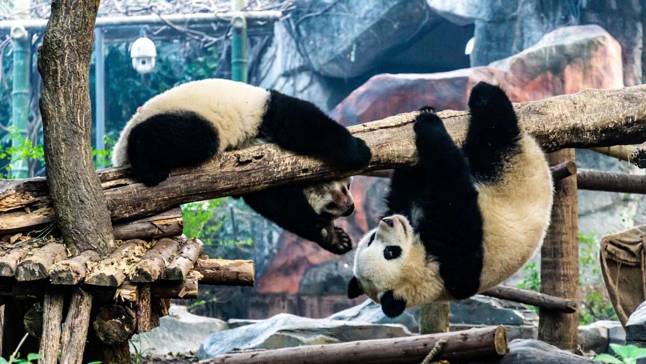 Giant pandas up close — photo 1