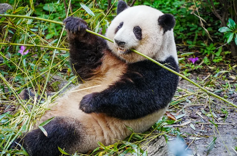 Meet the adorable giant pandas up close