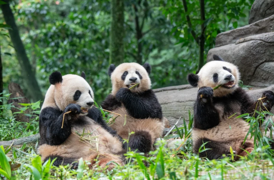 Meet the adorable giant pandas up close