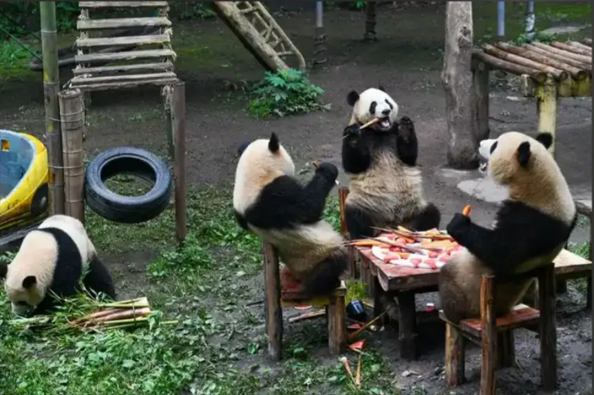The zoo with the most giant pandas in China