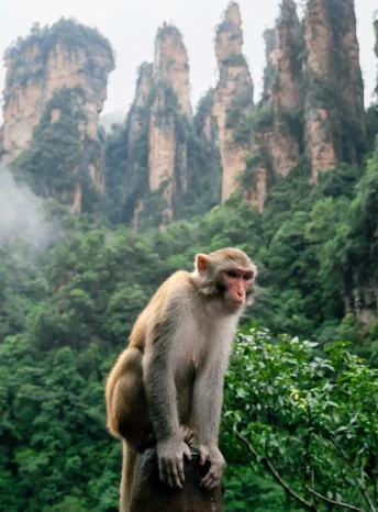An immersive walk through the heart of Wulingyuan